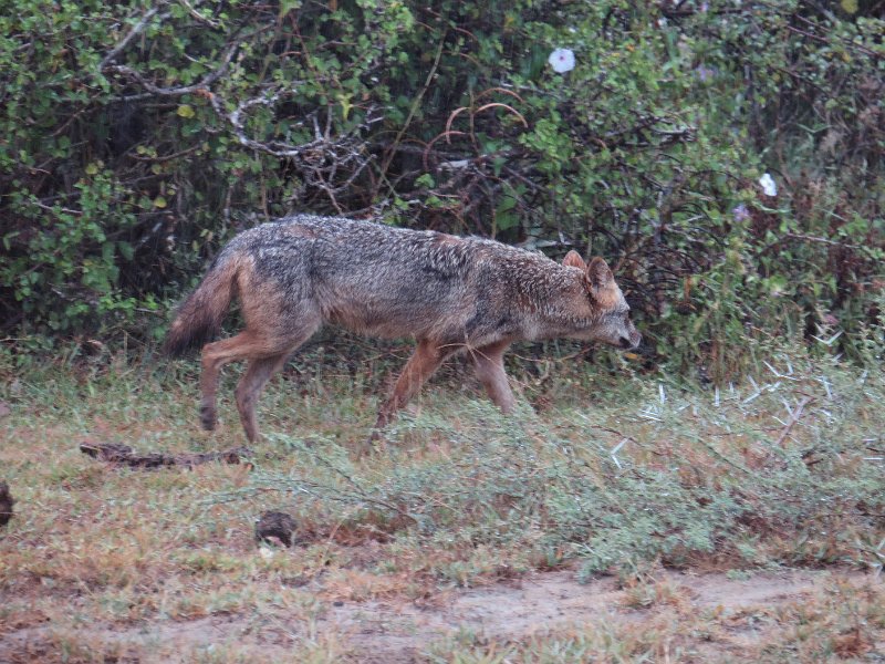 G (54) Jackal - Yala NP.JPG